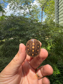 Hi Color Orange Baby Eastern Box Turtle