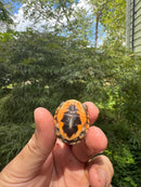 Hi Color Orange Baby Eastern Box Turtle