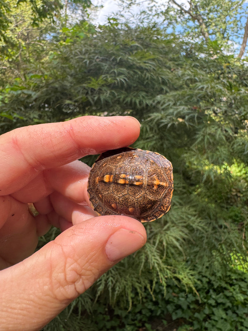 Hi Color Orange Baby Eastern Box Turtle