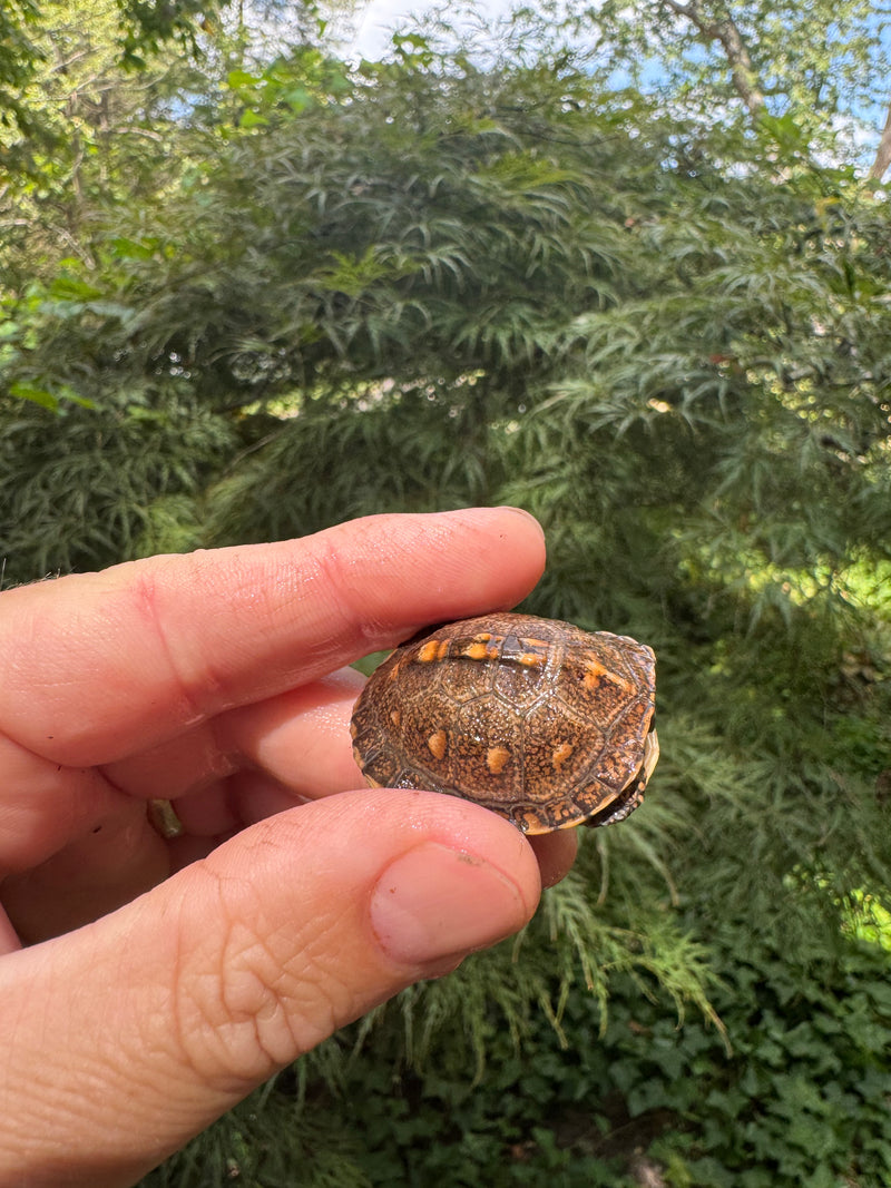 Hi Color Orange Baby Eastern Box Turtle