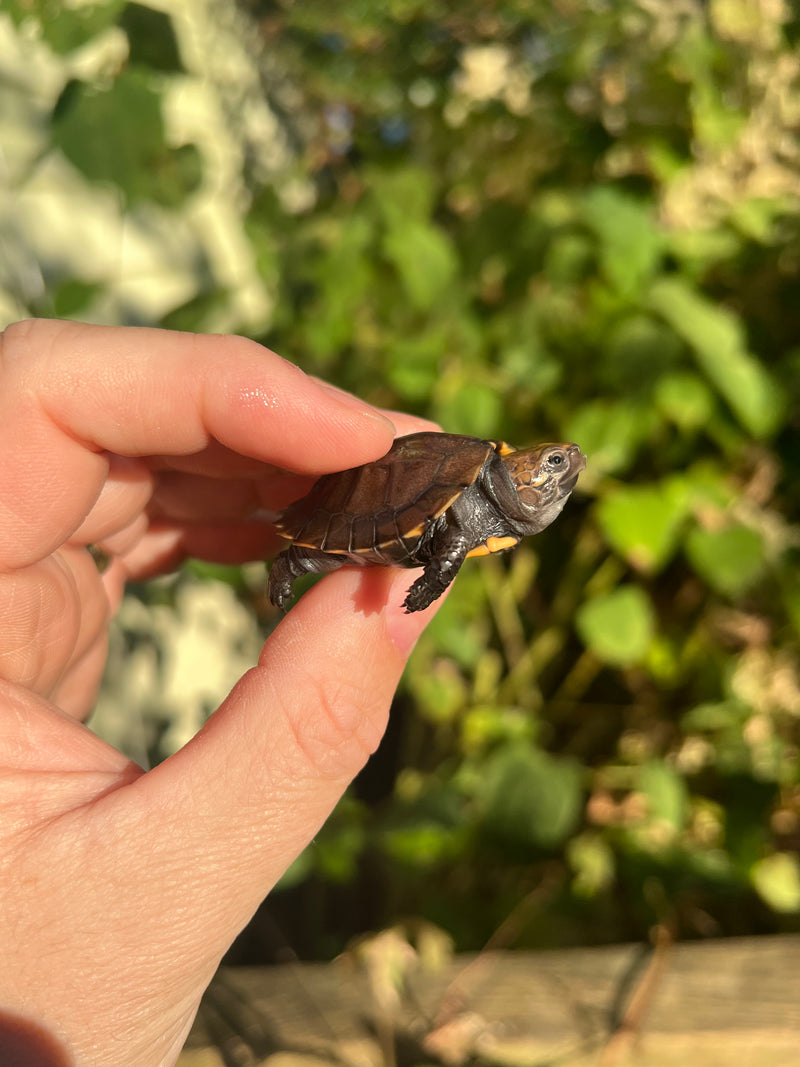 Keeled Box Turtle Baby