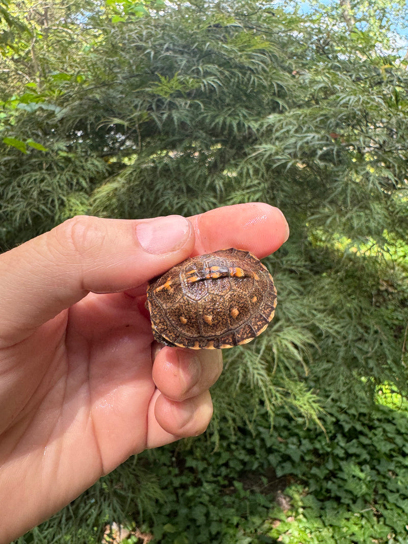 Hi Color Orange Baby Eastern Box Turtle