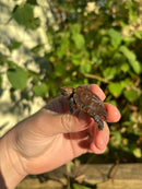 Keeled Box Turtle Baby