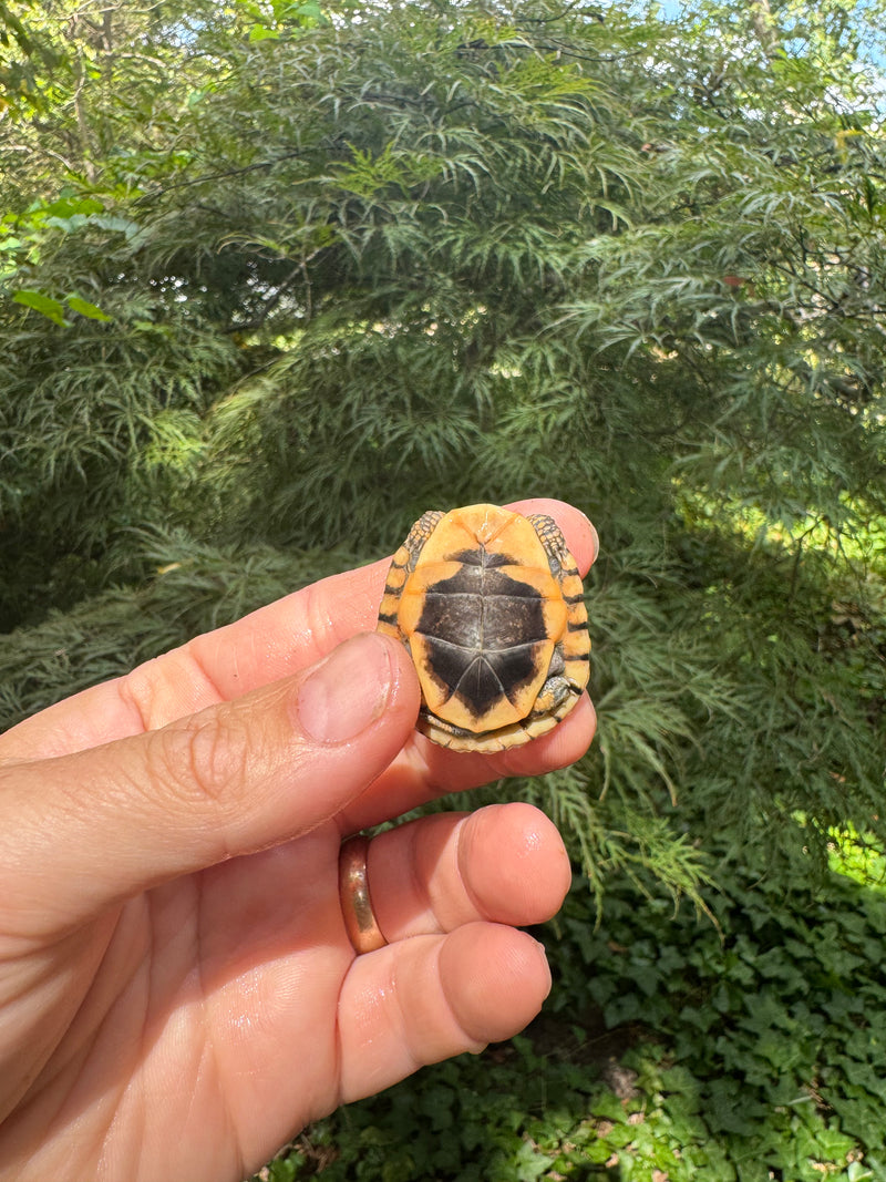 Hi Color Orange Baby Eastern Box Turtle