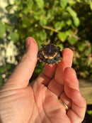 Keeled Box Turtle Baby