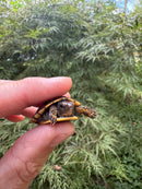 Hi Color Orange Baby Eastern Box Turtle