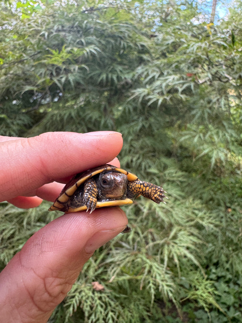 Hi Color Orange Baby Eastern Box Turtle