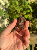 Keeled Box Turtle Baby