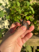 Keeled Box Turtle Baby