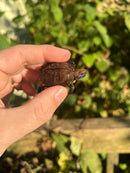 Keeled Box Turtle Baby