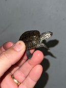 Hi White Concentric Diamondback Terrapin 2023