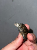 Hi White Concentric Diamondback Terrapin 2023