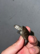 Hi White Concentric Diamondback Terrapin 2023
