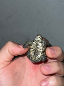 Hi White Concentric Diamondback Terrapin 2023