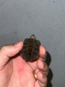Hi White Concentric Diamondback Terrapin 2023