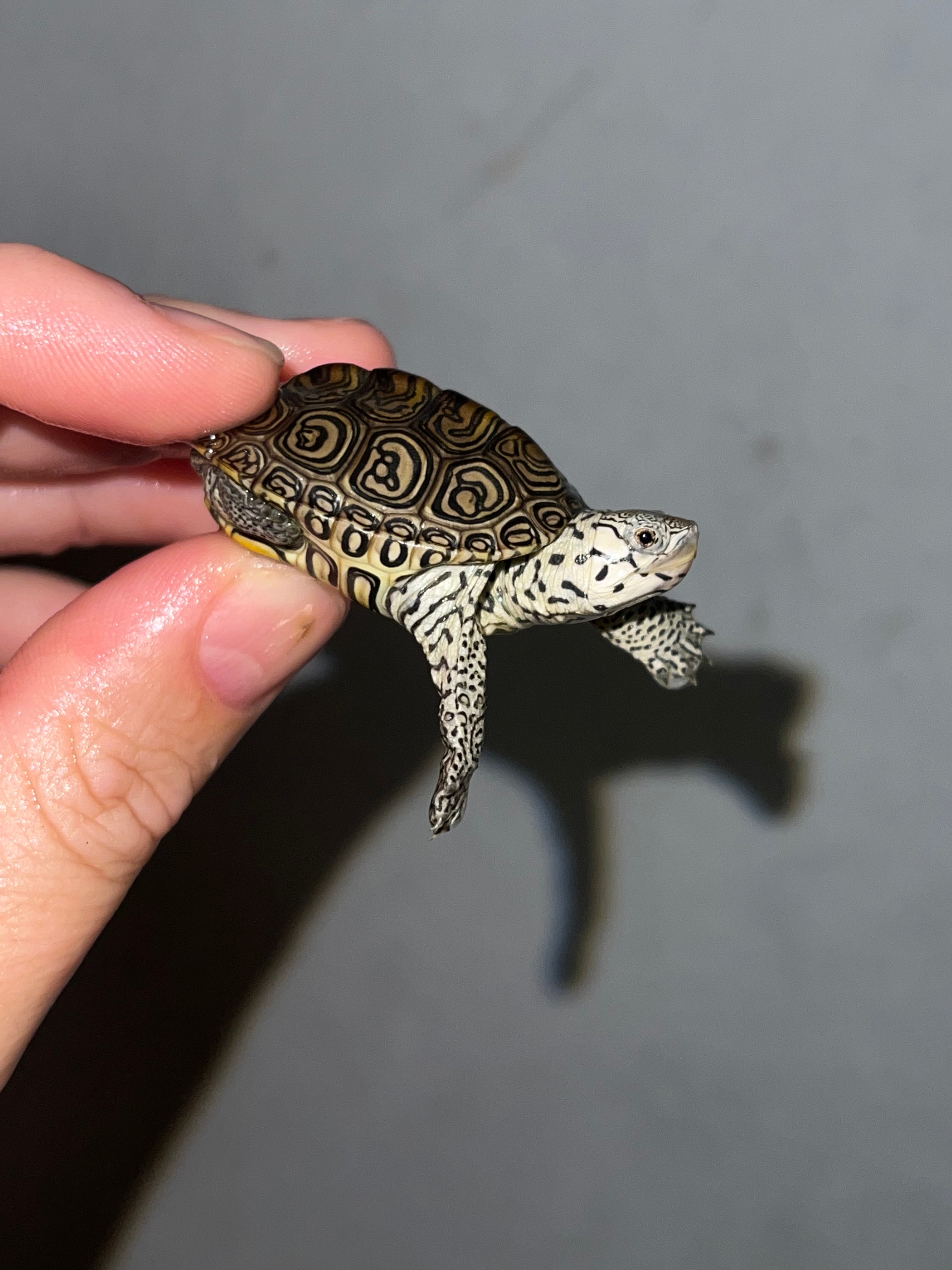 Concentric Diamondback Terrapin (Malaclemys terrapin) For Sale ...