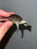 Hi White Concentric Diamondback Terrapin 2023