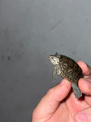 Hi White Concentric Diamondback Terrapin 2023