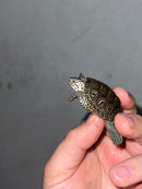 Hi White Concentric Diamondback Terrapin 2023