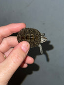 Hi White Concentric Diamondback Terrapin 2023