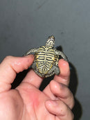 Hi White Concentric Diamondback Terrapin 2023