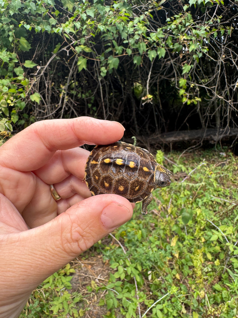 Hi Color Yellow Baby Eastern Box Turtle