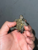 Hi White Concentric Diamondback Terrapin 2023