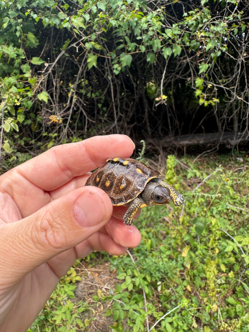 Hi Color Yellow Baby Eastern Box Turtle
