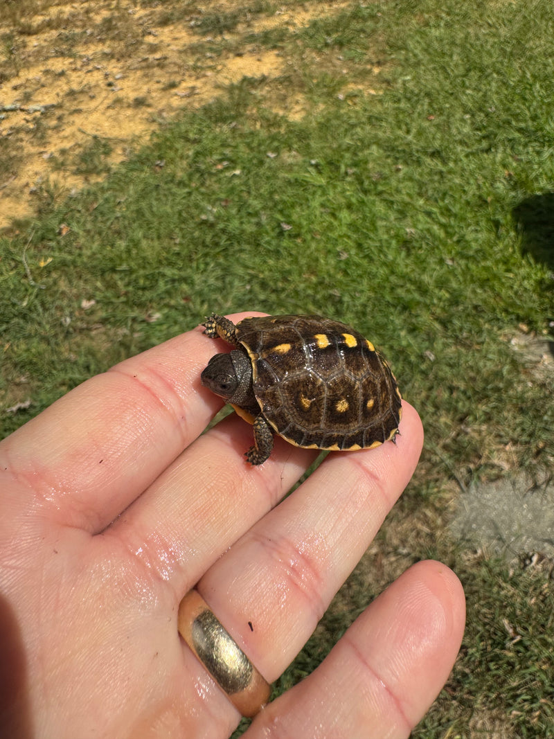 Hi Color Yellow Baby Eastern Box Turtle