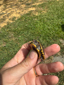Hi Color Yellow Baby Eastern Box Turtle