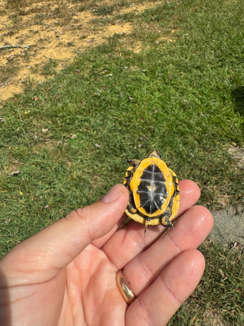 Hi Color Yellow Baby Eastern Box Turtle