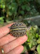 HI YELLOW Florida Box Turtle Baby