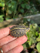 HI YELLOW Florida Box Turtle Baby