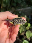 HI YELLOW Florida Box Turtle Baby