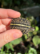 HI YELLOW Florida Box Turtle Baby