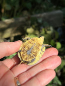 HI YELLOW Florida Box Turtle Baby