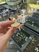 Paradox Albino Common Snapping Turtle 2025