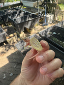 Paradox Albino Common Snapping Turtle 2025