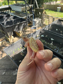 Paradox Albino Common Snapping Turtle 2025