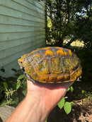 Japanese Pond Turtle Adult Female