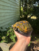 Japanese Pond Turtle Adult Female