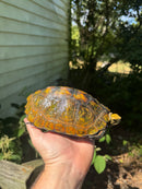 Japanese Pond Turtle Adult Female