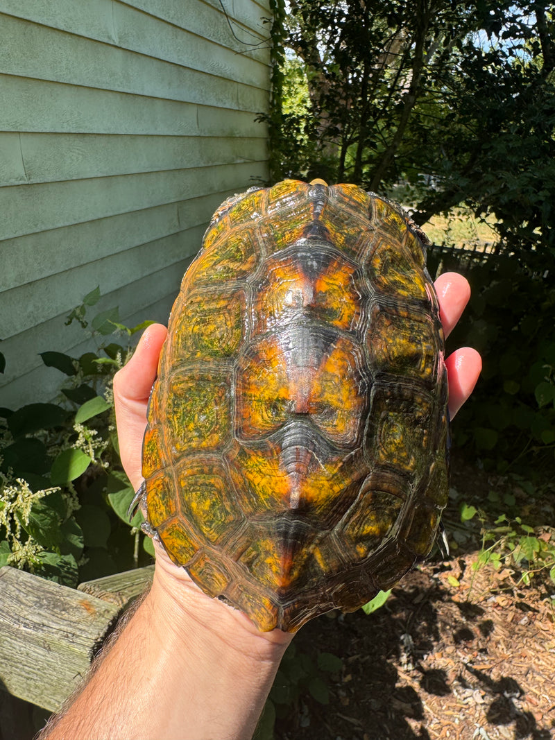 Japanese Pond Turtle Adult Female