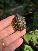 HI YELLOW Florida Box Turtle Baby