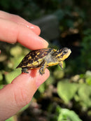 HI YELLOW Florida Box Turtle Baby