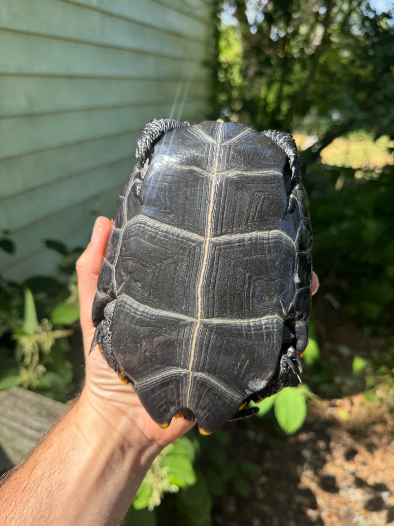 Japanese Pond Turtle Adult Female