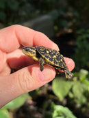HI YELLOW Florida Box Turtle Baby