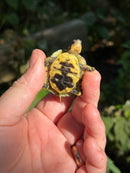 HI YELLOW Florida Box Turtle Baby