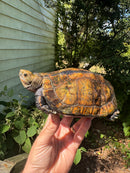 Japanese Pond Turtle Adult Female