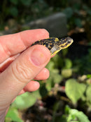 HI YELLOW Florida Box Turtle Baby